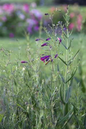 Tall stems of purple Penstemon flowers in gardenの写真素材