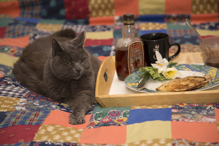 Breakfast with Catの写真素材