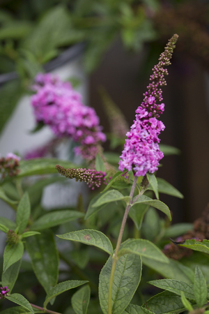 Butterfly Bush - Lo & Behold - Pink Micro Chipの写真素材