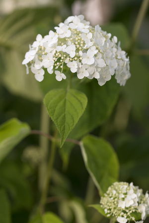 Hydrangea - Abetwoの写真素材