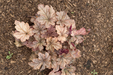 Copper coloured leaves of Hechrella - Honey Roseの写真素材