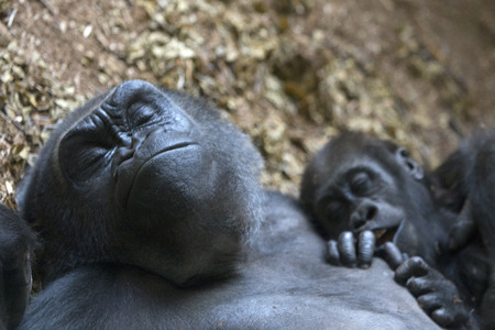 Mother gorilla sleeping beside adorable baby gorillaの写真素材