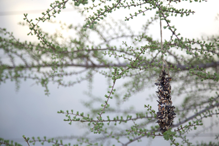 Bird seed suspended from a branch with tiny leaves