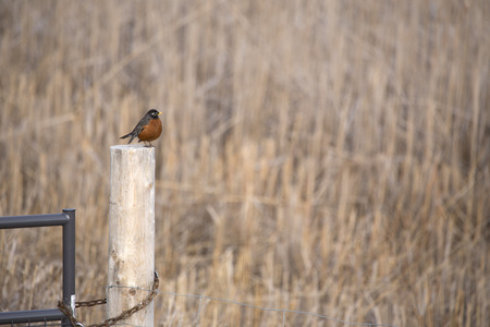 Single robin sitting on a post in a grassy marshの写真素材