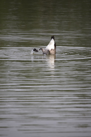 Canada goose dipping under water to get food