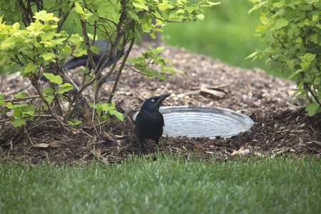 Crow beside a makeshift birdbath among the bushesの写真素材