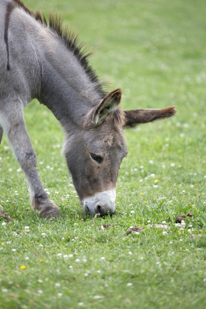 Head of donkey on a farm eating grassの写真素材