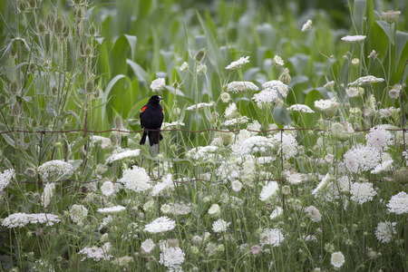 Red wing black bird on fence with Queen Anne's Lace and teasel wildflowers and corn cropの写真素材