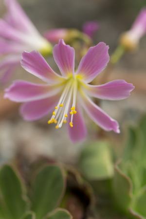 Pink flower of the plant - Lewisia cotyledonの写真素材
