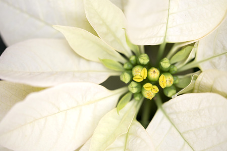 Christmas Poinsettiaの写真素材