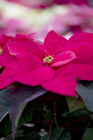 Christmas Poinsettiaの写真素材