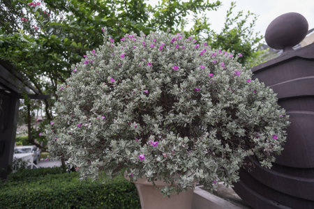 the lonely flowerの写真素材