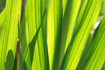 Green floral background - leaves super close upの写真素材
