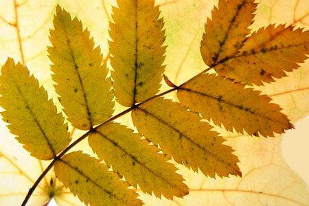Autumn leaves close-up may be used as backgroundの写真素材
