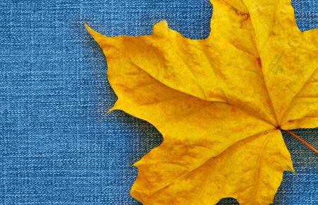Maple leaf over jeans background with space for text on leftの写真素材