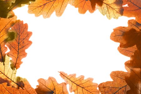Frame made from dry yellow oak leaves