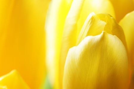 Bud of yellow tulip close-up, may be used as backgroundの写真素材