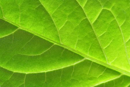 Green leaf macro, may be used as background