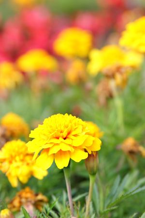 Yellow marigold close up. Shallow DOF!の写真素材