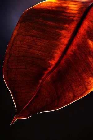 Leaf macro, may be used as backgroundの写真素材