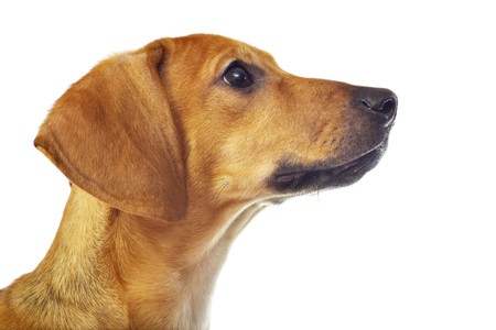 Dachshund puppy isolated over a white backgroundの写真素材