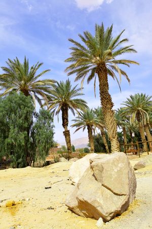 Date palms and stones, Arava desert, Israelの写真素材