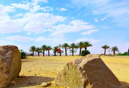Date palms and stones, Arava desert, Israelの写真素材