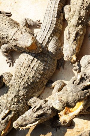 A lot big crocodiles with open jawsの写真素材