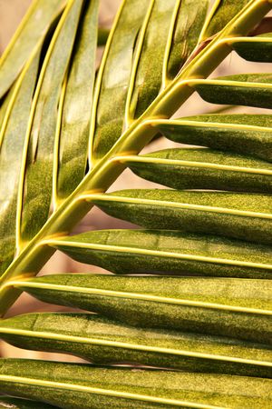 Palm leaf close-up, may be used as background
の写真素材