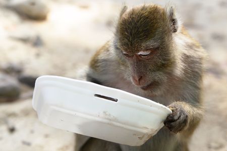 Monkey (Macaque rhesus) with empty plastic trayの写真素材
