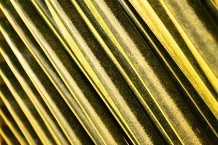 Palm leaf close-up, may be used as abstract backgroundの写真素材