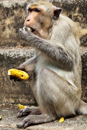 Monkey (Macaque rhesus) close-up to eat bananaの写真素材