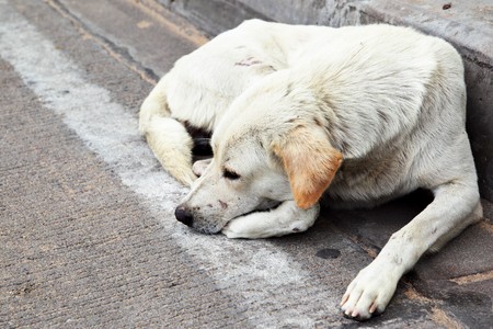Homeless stray dog laying at urban roadの写真素材