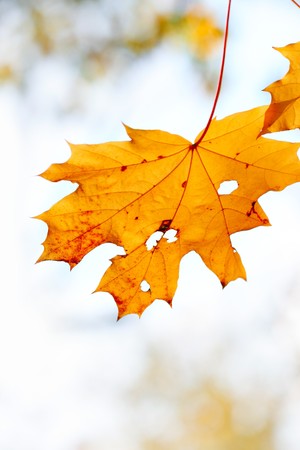 Beautiful autumn yellow maple leaf close up の写真素材