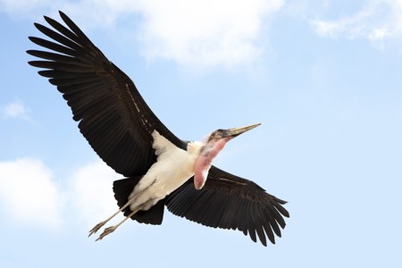 Marabou flying against background of the blue sky の写真素材
