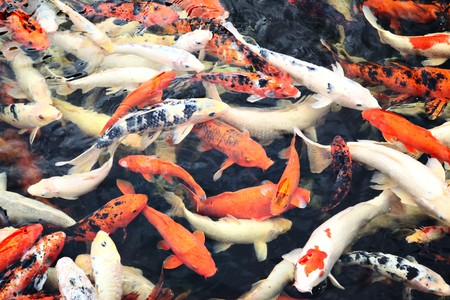 Plenty of japanese koi fish in the pondの写真素材