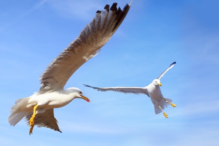 Gulls flying in the blue sky close-upの写真素材