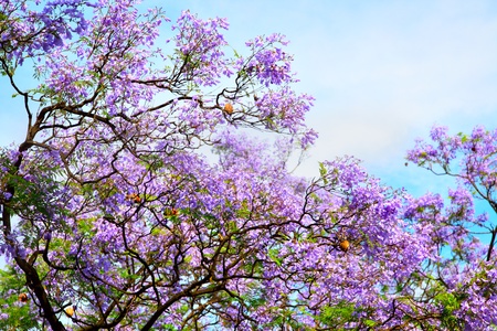 The spring bloom of acaciaの写真素材