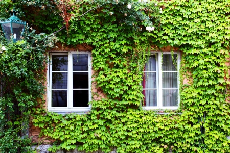 Old house with ivy in Germanyの写真素材