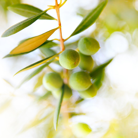 Olive branch closeup. Selective focus, shallow DOF!!!