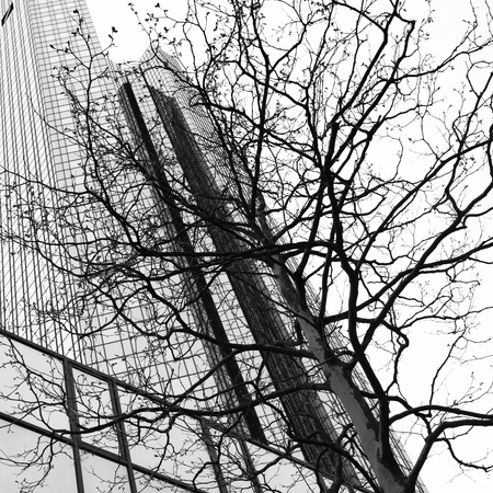 Skyscraper and tree - Urban environment concept. Black and white imageの写真素材
