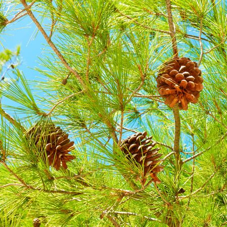 Stone pine - Green coniferous tree with cones close-up (lat. Pinus pinea)