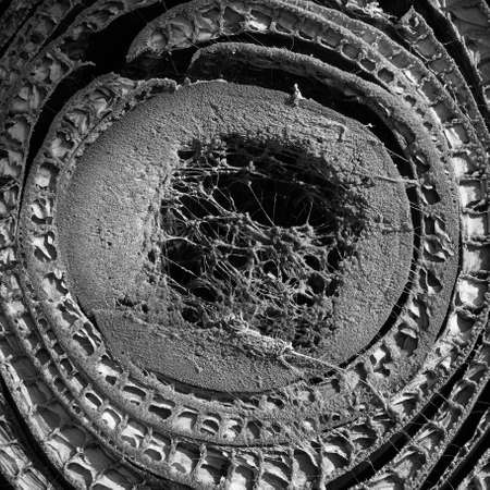 Cut of banana tree stem. Black an white photography. Natureの写真素材