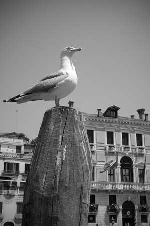 Mew on the top of mooring pole in Venice, Italy.  Black and white venetian cityscapeの写真素材