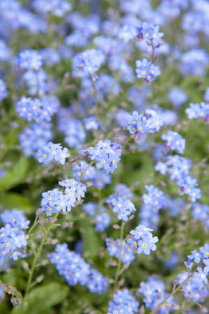 Forget-me-not flowers in field. (lat. Myosotis sylvatica) Shallow DOF!の写真素材