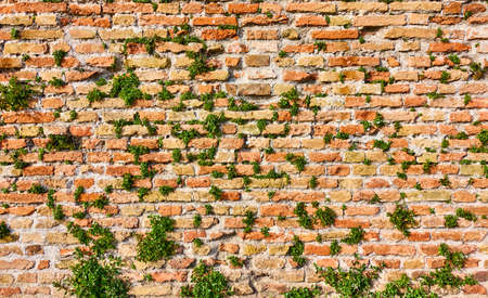 Texture of medieval masonry with shoots of plants. Backgroundの写真素材