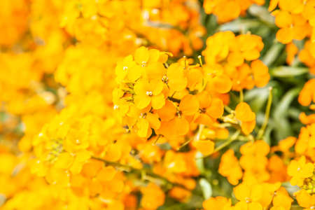 Blooming bright yellow flowers close up, may be used as backgroundの写真素材
