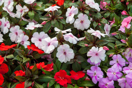 Colorful petunia flowers in the garden close upの写真素材