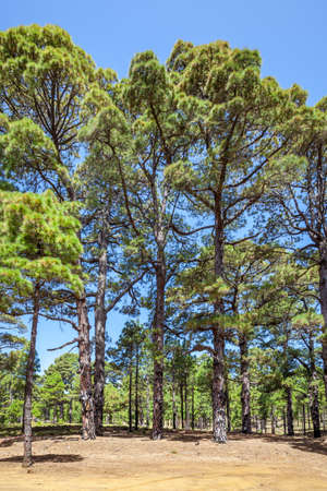 Relict pine tree woods in El Hierro Island, The Canaries, Spainの写真素材