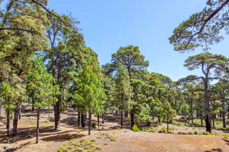 Relict pine tree forest in El Hierro Island, The Canaries, Spainの写真素材